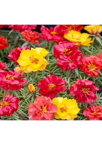 Ipek Çiçeği Tohumu (Katmerli Büyük Çiçekli) Karışık Renkli - 40 Tohum modelleri