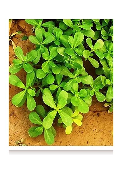 Tarım Ata Tohumu Yerli Semizotu 2000 Adet Tohum