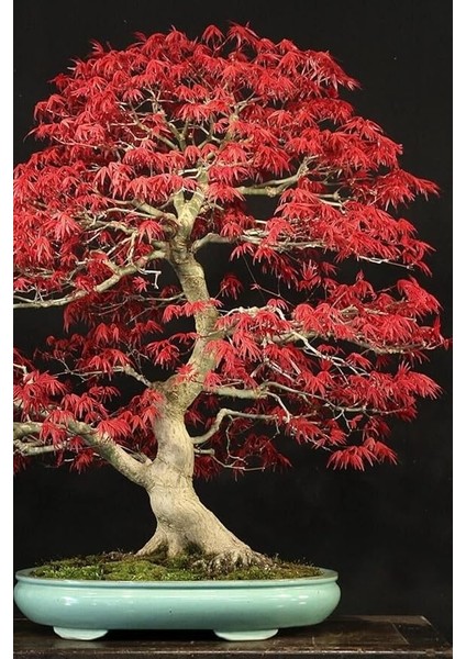 Look Bonsai Ağaci Tohumu 5 Adet TH-2022DSHNGLKTHM203