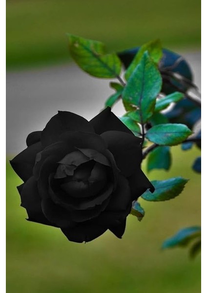 Look Aşı Siyah Gül Tohumu/halfeti Gülü, 5 Adet Tohum TH-THMCMTHM406 modelleri