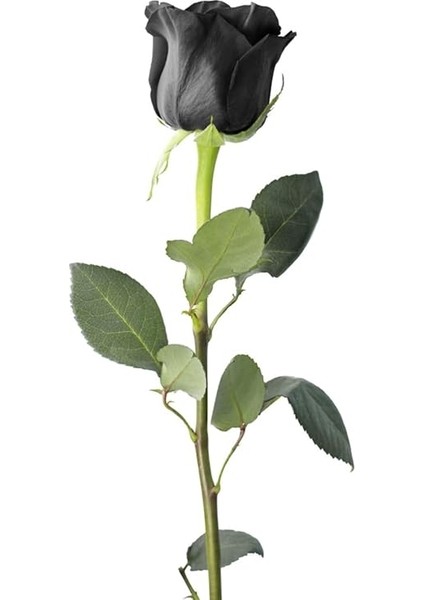 Look Aşı Siyah Gül Tohumu/halfeti Gülü, 5 Adet Tohum TH-THMCMTHM406 indirimleri