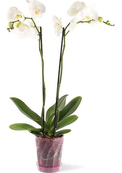 Saksısı 1,3 Litre Orkide Saksı Kristal Şeffaf Orkide Saksı Şeffaf Pembe Orkide Saksısı 16 cm