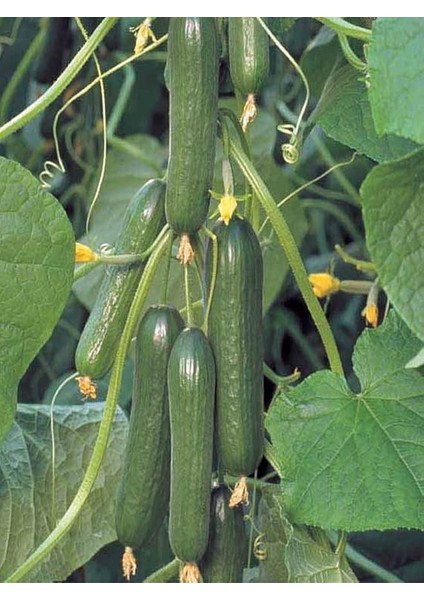 Garden Hibrit Asma Salatalık Tohumu 10 Ad. Tohum