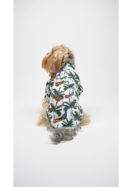 Köpek Kedi Tavuskuşu Gömlek fiyatları