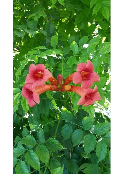 Acem Borusu (Campsis Radicans) Sarmaşık Fidanı 50-60 cm modelleri