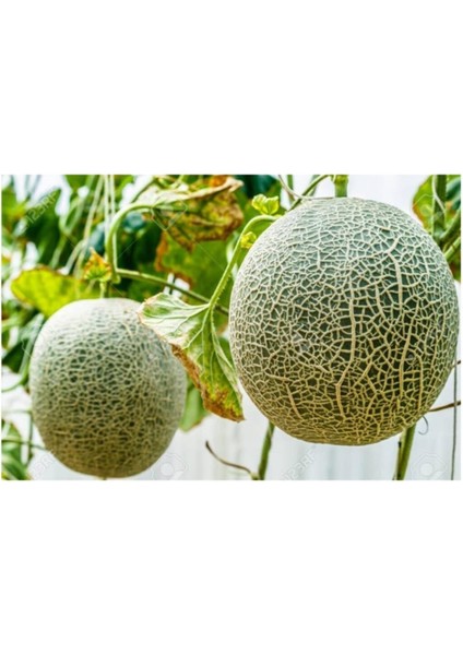 Ithal Japon Kavunu Tohumu 10 Adet Tohum Kavun Tohumu fiyatları