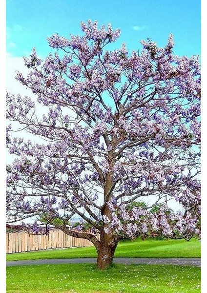 Look Tomentasa Paulowna Ağacı Tüylü Pavlonya Tohumu / 5 Adet Tohum TH-2022DSHNGLKTHM223