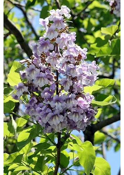 Look Tomentasa Paulowna Ağacı Tüylü Pavlonya Tohumu / 5 Adet Tohum TH-2022DSHNGLKTHM223 fiyatları