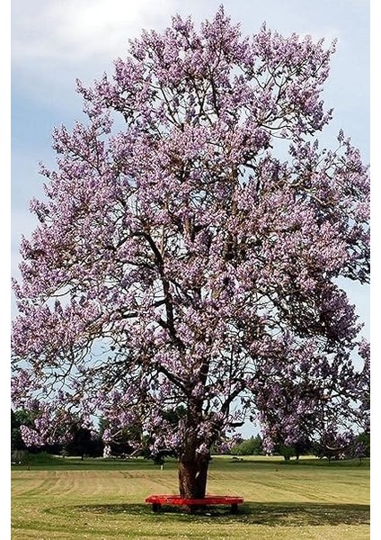 Look Tomentasa Paulowna Ağacı Tüylü Pavlonya Tohumu / 5 Adet Tohum TH-2022DSHNGLKTHM223 modelleri