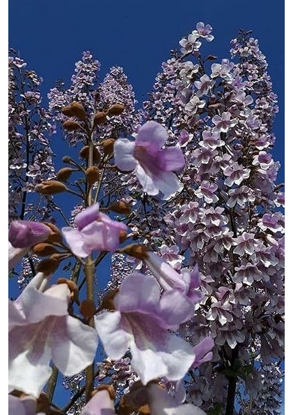 Look Tomentasa Paulowna Ağacı Tüylü Pavlonya Tohumu / 5 Adet Tohum TH-2022DSHNGLKTHM223 fırsatları