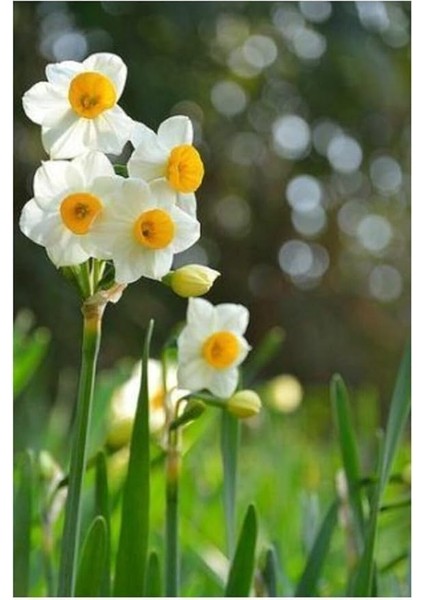 Dünyam Nergiz Tohumu 5 Adet Tohum Nergis Çiçeği Tohumu Çiçek Tohumu