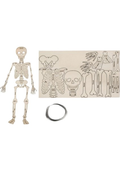 Destek ve Hareket İskelet ve Sistemler Fen Bilgisi İskelet Stem Seti - Fen Deney Set