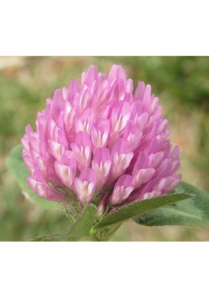 Üçgül Çiçeği Çayır Üçgülü Tohumu 100 Adet Tohum fırsatları