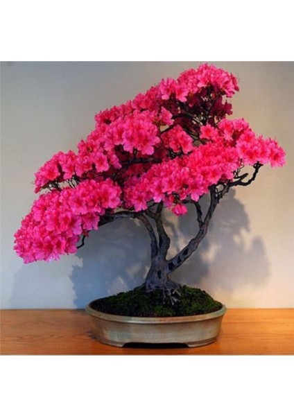 Dünyam Bodur Pembe Azalea Bonsai Ağacı Tohumu 5 Adet Tohum