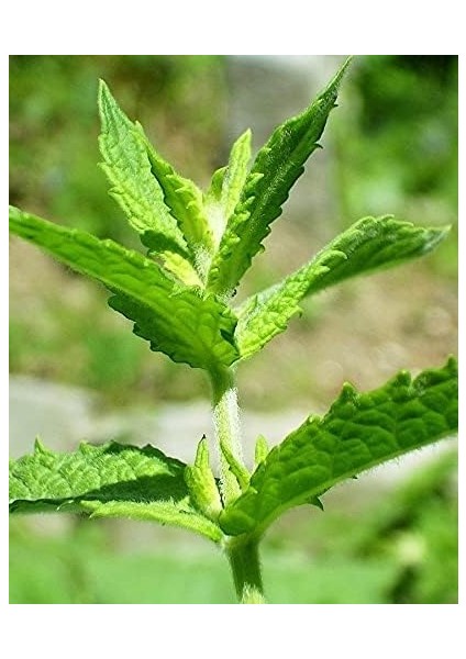 Tarım Ata Tohumu Yerli Anadolu Nanesi 0.1 Gram Tohum modelleri