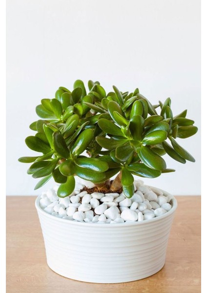 Beyaz Dolomit Taş 1-2 cm 10 kg Dere Taşı Çakıl Taşı Bahçe Süs Taşı Peyzaj Taşı Dekoratif Taş indirimleri