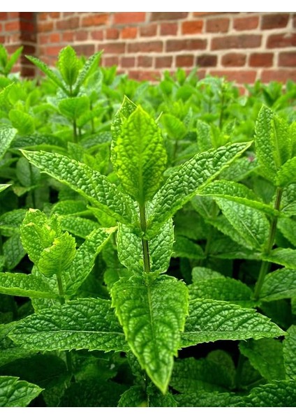 Garden Doğal Anadolu Nanesi Tohumu 100 Ad. Tohum