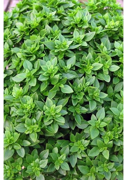 Kokulu Fesleğen Tohumu / 20 Adet Tohum