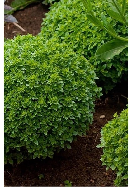 Kokulu Fesleğen Tohumu / 20 Adet Tohum indirimleri