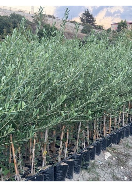 2 Yaş Tüplü Bodur Çok Verimli Arbosana Zeytin Fidanı(Meyve Verme Durumunda) Boy 130-150 cm fiyatları