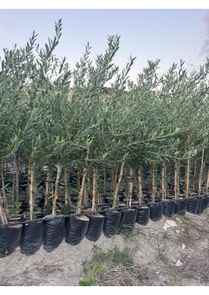 2 Yaş Tüplü Bodur Çok Verimli Arbosana Zeytin Fidanı(Meyve Verme Durumunda) Boy 130-150 cm modelleri