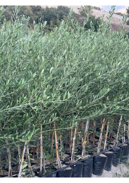 2 Yaş Tüplü Bodur Çok Verimli Arbosana Zeytin Fidanı(Meyve Verme Durumunda) Boy 130-150 cm fırsatları