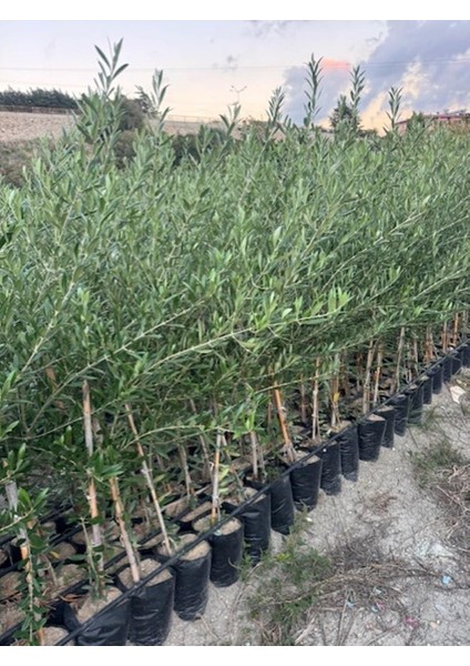 2 Yaş Tüplü Bodur Çok Verimli Arbosana Zeytin Fidanı(Meyve Verme Durumunda) Boy 130-150 cm indirimleri