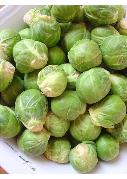 Tarım Doğal Bruksel Lahanası 150 Adet Tohum modelleri