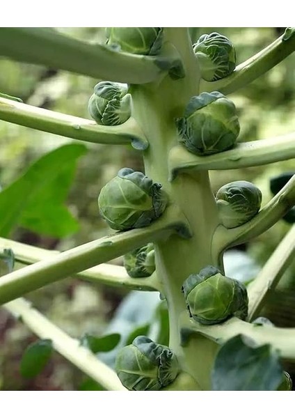 Tarım Doğal Bruksel Lahanası 150 Adet Tohum fırsatları