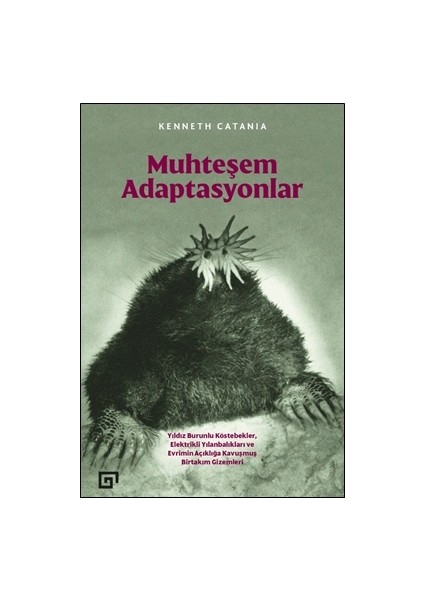 Muhteşem Adaptasyonlar