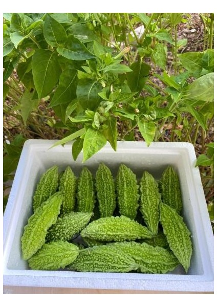 Taze Yeşil Kudret Narı Meyvesi