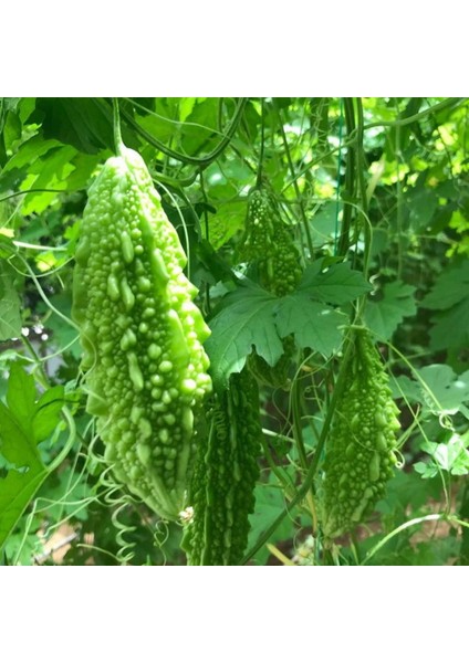 Taze Yeşil Kudret Narı Meyvesi modelleri