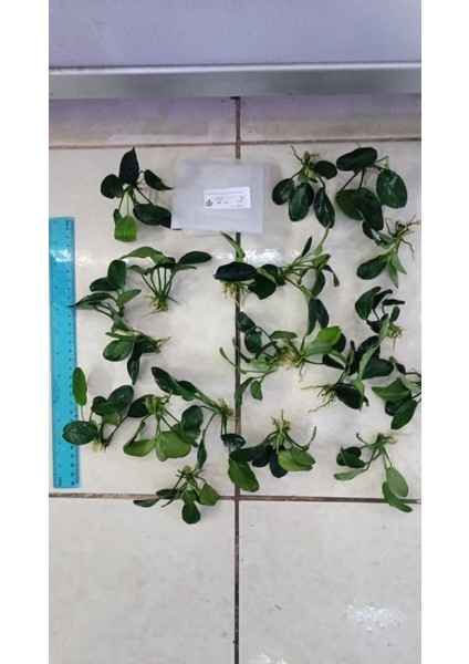 Bitki L707 Anubias Barteri Var Nana (Dark Moon)