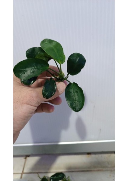 Bitki L707 Anubias Barteri Var Nana (Dark Moon) fiyatları