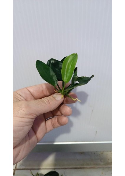 Bitki L707 Anubias Barteri Var Nana (Dark Moon) modelleri