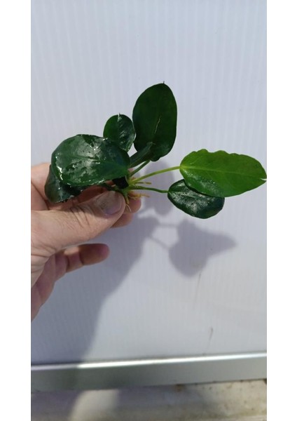 Bitki L707 Anubias Barteri Var Nana (Dark Moon) fırsatları
