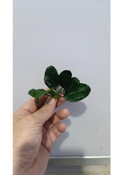 Bitki L707 Anubias Barteri Var Nana (Dark Moon) indirimleri