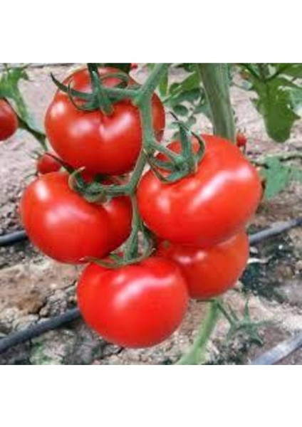 10 Adet Ankara Ayaş Domatesi Tohumu