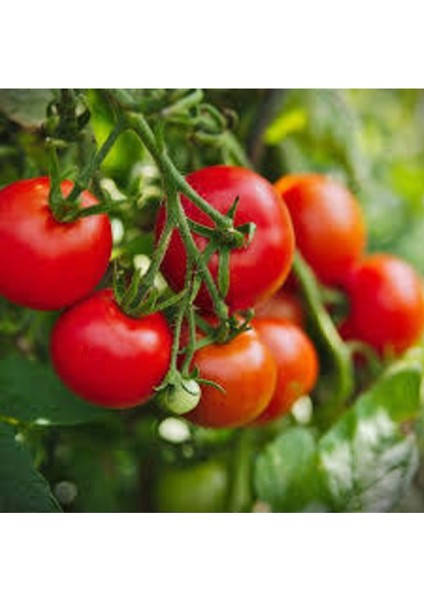 10 Adet Ankara Ayaş Domatesi Tohumu modelleri