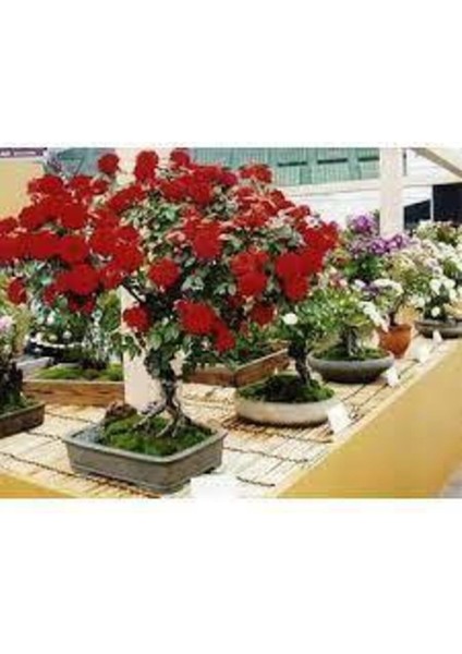 5 Adet Tohum Bonsai Kırmızı Gül Ağacı Bonzai Tohumu Süpriz Hediye Bonsai Ağacı Tohumu