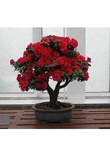 5 Adet Tohum Bonsai Kırmızı Gül Ağacı Bonzai Tohumu Süpriz Hediye Bonsai Ağacı Tohumu fiyatları