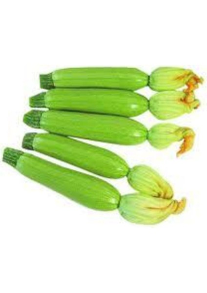 50 Adet Tohum Sakız Kabak Tohumu Orjinal Ata Tohum Dolmalık Beyaz Kabak Köy Kabağı Sürpriz Hediyeli