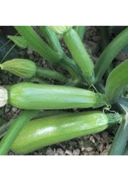 50 Adet Tohum Sakız Kabak Tohumu Orjinal Ata Tohum Dolmalık Beyaz Kabak Köy Kabağı Sürpriz Hediyeli fiyatları