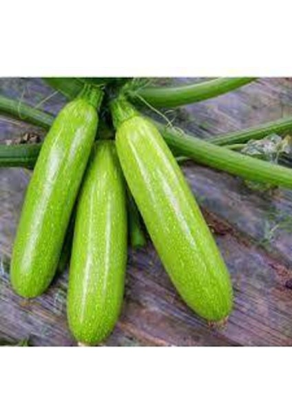 50 Adet Tohum Sakız Kabak Tohumu Orjinal Ata Tohum Dolmalık Beyaz Kabak Köy Kabağı Sürpriz Hediyeli modelleri