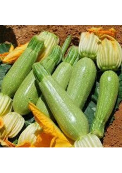 50 Adet Tohum Sakız Kabak Tohumu Orjinal Ata Tohum Dolmalık Beyaz Kabak Köy Kabağı Sürpriz Hediyeli fırsatları
