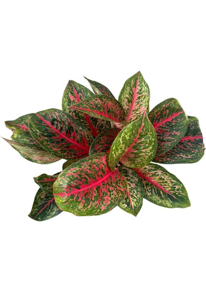 Aglaonema 'lychee Red' (Çin Herdemyeşili) fiyatları