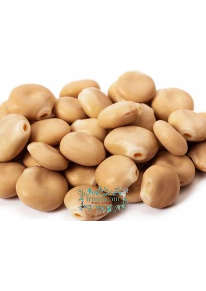 Acıbakla - Termiye - Yahudi Baklası Irmelicom