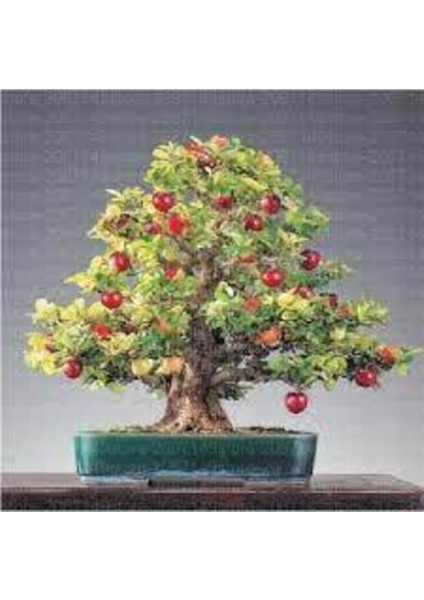 5 Adet Bodur Kiraz Ağacı Bonsai Tohumu fiyatları