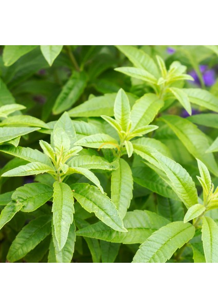 5 Adet 2 Yaş Limon Melisa Fidanı Paketi 'aloysia Triphylla Citrio