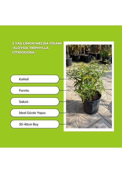 5 Adet 2 Yaş Limon Melisa Fidanı Paketi 'aloysia Triphylla Citrio fiyatları